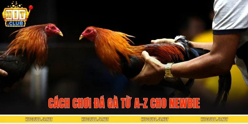 Cách chơi đá gà từ A-Z cho Newbie