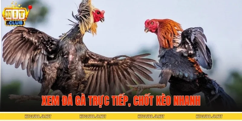 Xem đá gà trực tiếp, chốt kèo nhanh