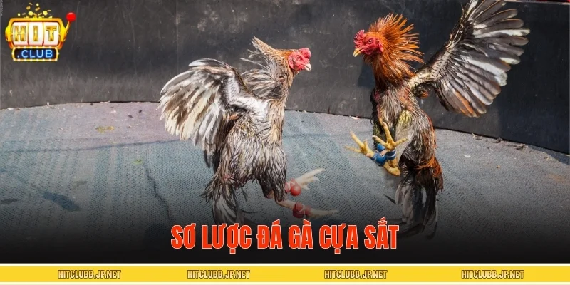 Sơ lược đá gà cựa sắt